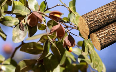 Copahiba essential oil